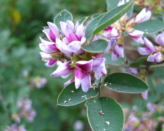 Lespedeza bicolor seeds UNIQUE HARDY SHRUB 